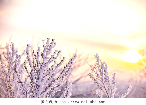 阳光下被雪覆盖的树枝多雪的树枝，冬天的风景